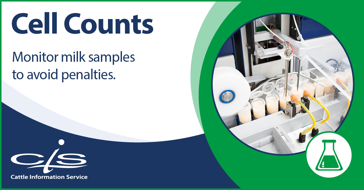 CISTelford's tweet photo. Milk recording samples are tested routinely for somatic cell count. We also offer an adhoc service for those not using full milk recording services or interim testing, for those who wish to test in between milk recordings.
#milkrecording

Learn More: https://t.co/mVFONEeLr5 https://t.co/EL4d4KZnJr