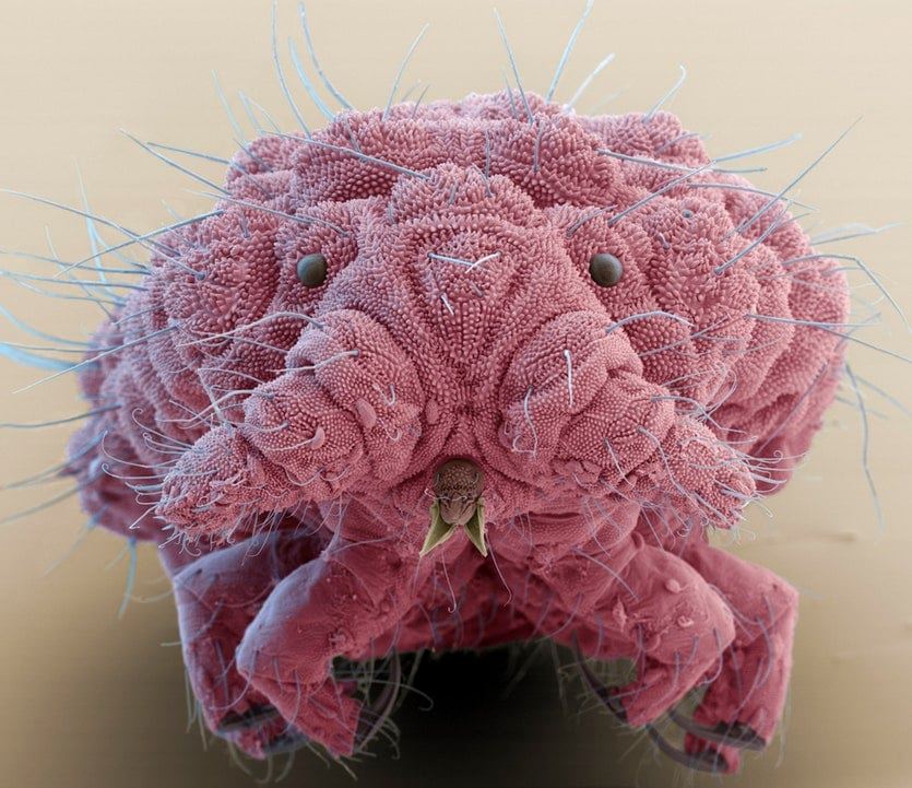 BigBangSciCom's tweet photo. Un collembole du genre Bilobella, vu au M.E.B (l'image est colorisée)
Crédits : EYE OF SCIENCE/SCIENCE PHOTO LIBRARY
#wildlife #animals #naturelovers #animaux #science #wildlife #nature #biologie #biology #SVT #microsope #imagerie https://t.co/9Lqy9FgCVs