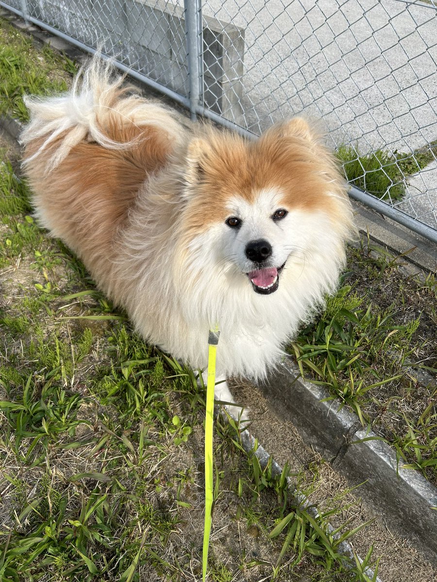 xuHTTwxZFhtlGye's tweet photo. すっぽり😆
#秋田犬 #ムク毛 #長毛 https://t.co/pnWUxPTCKm