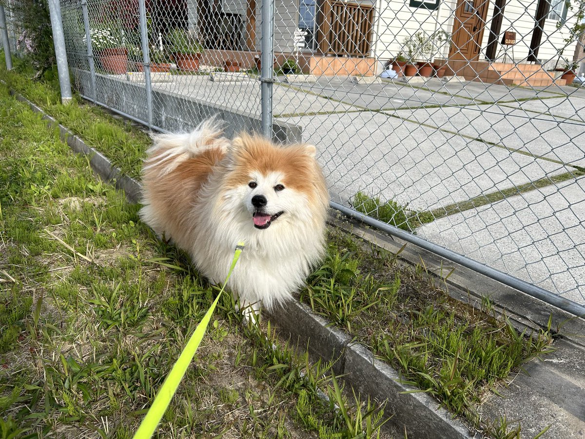 xuHTTwxZFhtlGye's tweet photo. すっぽり😆
#秋田犬 #ムク毛 #長毛 https://t.co/pnWUxPTCKm