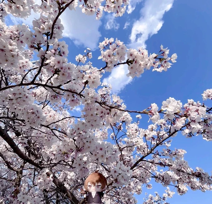 上げ直し桜 