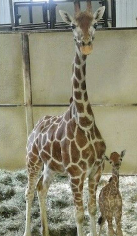 Best in Dogs tweet media