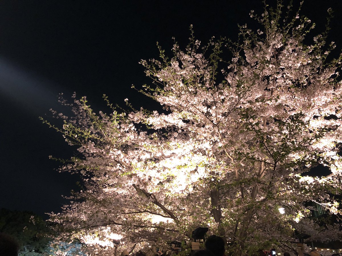 angel_TM_S5's tweet photo. 人生初の千鳥ヶ淵🌸
今年はたくさん桜が見れました https://t.co/qgLvRqp7vr