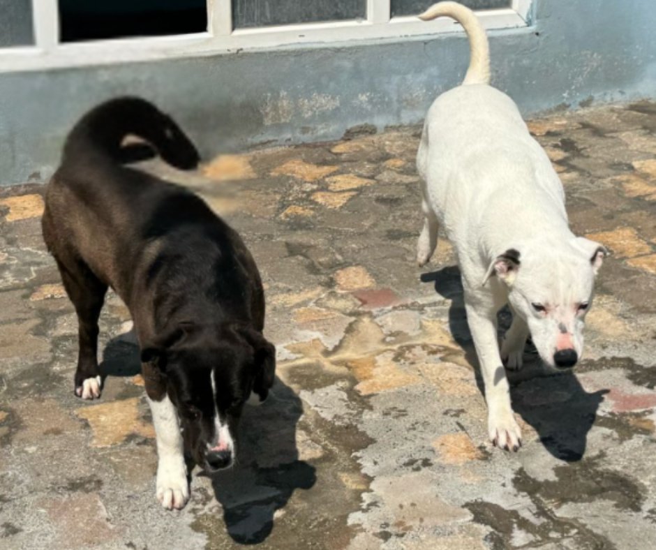 DogDeskAction's tweet photo. Sisters Cara & Sophie were being hunted down when banned breed legislation happened in 🇹🇷
They were just babies, a few weeks old, innocent of any crime not a bad bone in their bodies
They live at the shelter project in safety thanks to their sponsors 🙏
#BSL #deednotbreed https://t.co/mdH1RV6YBI
