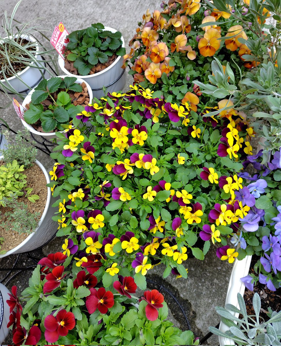 BalloonPlant's tweet photo. ビオラは今が花盛り。寒い時期は濃かった花色が暖かくなるにつれて淡い花色に変化した気が。ほんのり赤みがかったオレンジっぽい花色と爽やかな青紫色が個人的に好きです☺️ https://t.co/sormNsHXLI