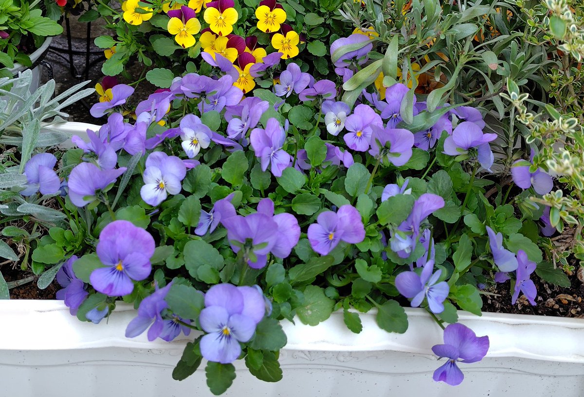 BalloonPlant's tweet photo. ビオラは今が花盛り。寒い時期は濃かった花色が暖かくなるにつれて淡い花色に変化した気が。ほんのり赤みがかったオレンジっぽい花色と爽やかな青紫色が個人的に好きです☺️ https://t.co/sormNsHXLI