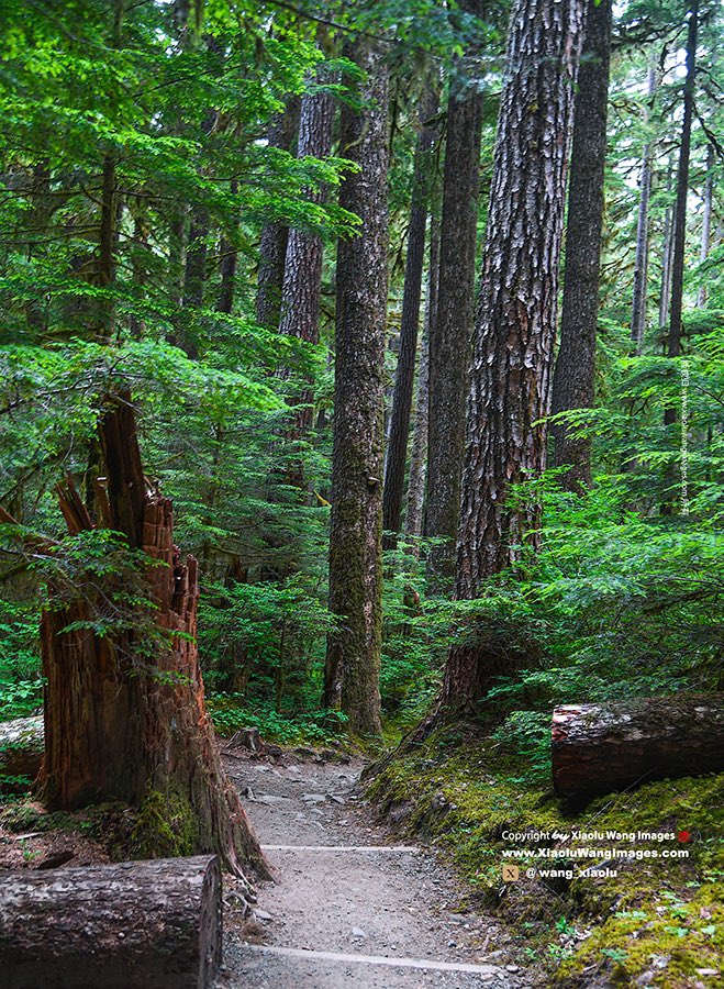 Green trail/ Sendero verde/ Sentiero verde/ Sentier vert/ Зеленая тропа/ Grön stig/ Grüne Spur/ Πράσινο μονοπάτι/ درب أخضر/ グリーントレイル/ Trilha verde/ Traseu verde/ Yeşil iz/ Зелена стежка/ 绿色的小路/ Zelená stezka/ Groen pad/ Conair ghlas/ 그린 트레일