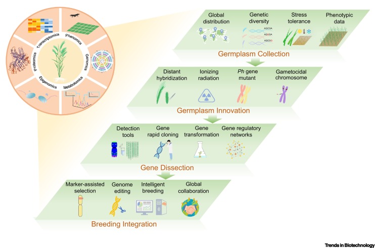 AgriExperts's tweet image. A Review by Han et al.
Advancing wheat breeding using rye: a key contribution to wheat breeding history

#chromosome #engineering #gene #introgression #genecloning #breedingstrategy #rye  #geneticdiversity #diploid #abioticstresses #gametophytic 

sciencedirect.com/science/articl…
