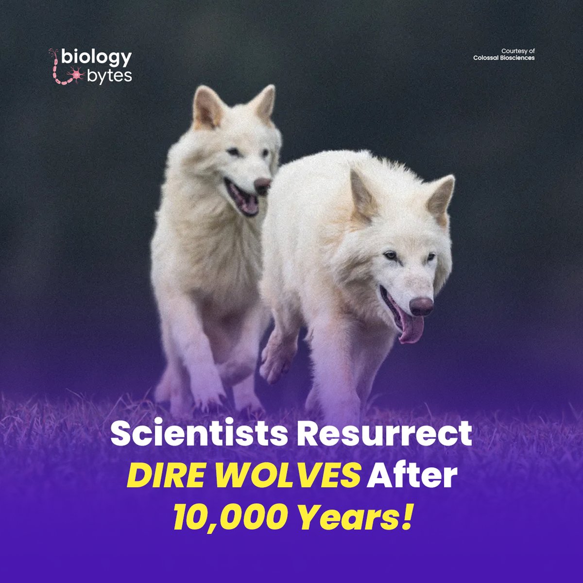bytes_biology's tweet photo. By reconstructing the dire wolf genome from ancient DNA and editing the genes of modern gray wolves, they produced three dire wolf puppies—Romulus, Remus, and Khaleesi.

Read: https://t.co/BILpEqOsyj

#DireWolfReturns #DeExtinction #ColossalBiosciences #GeneticEngineering https://t.co/z3lVduJwGT