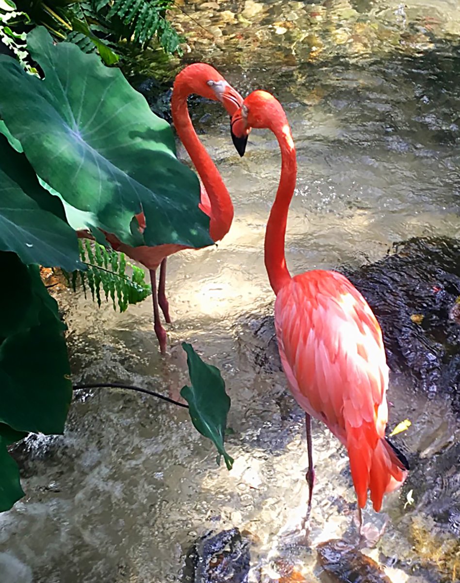 Please join us Friday, April 11th, for our early bird cleanup from 8-9 a.m. This week we’re cleaning up Duval and Caroline Streets. Thanks for helping keep Key West beautiful! #keepkeywestbeautiful #KeepAmericaBeautiful #keepfloridabeautiful 🌴🌻