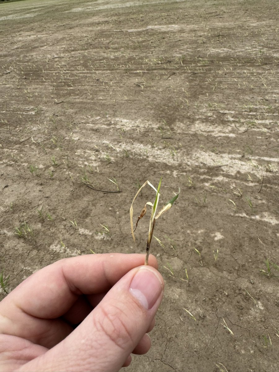 Connor Webster tweet media