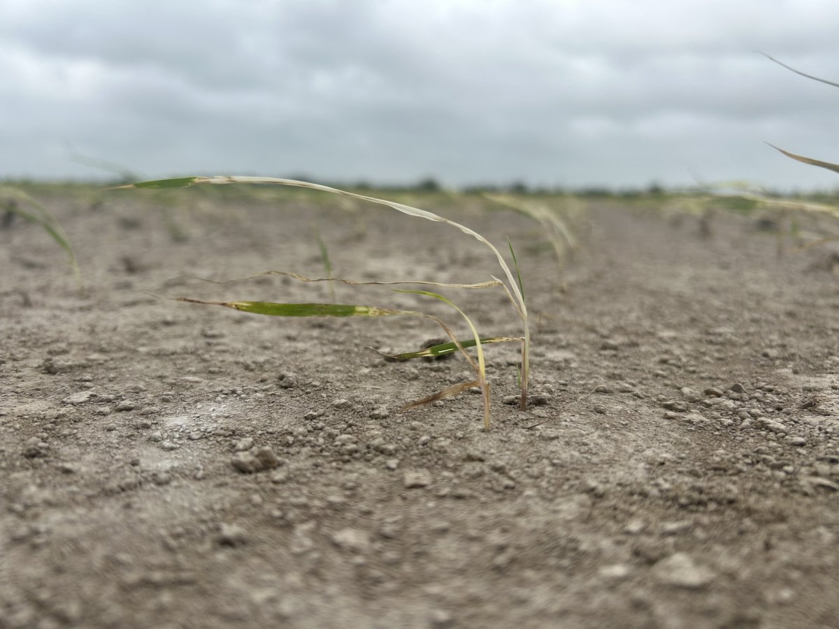 Connor Webster tweet media