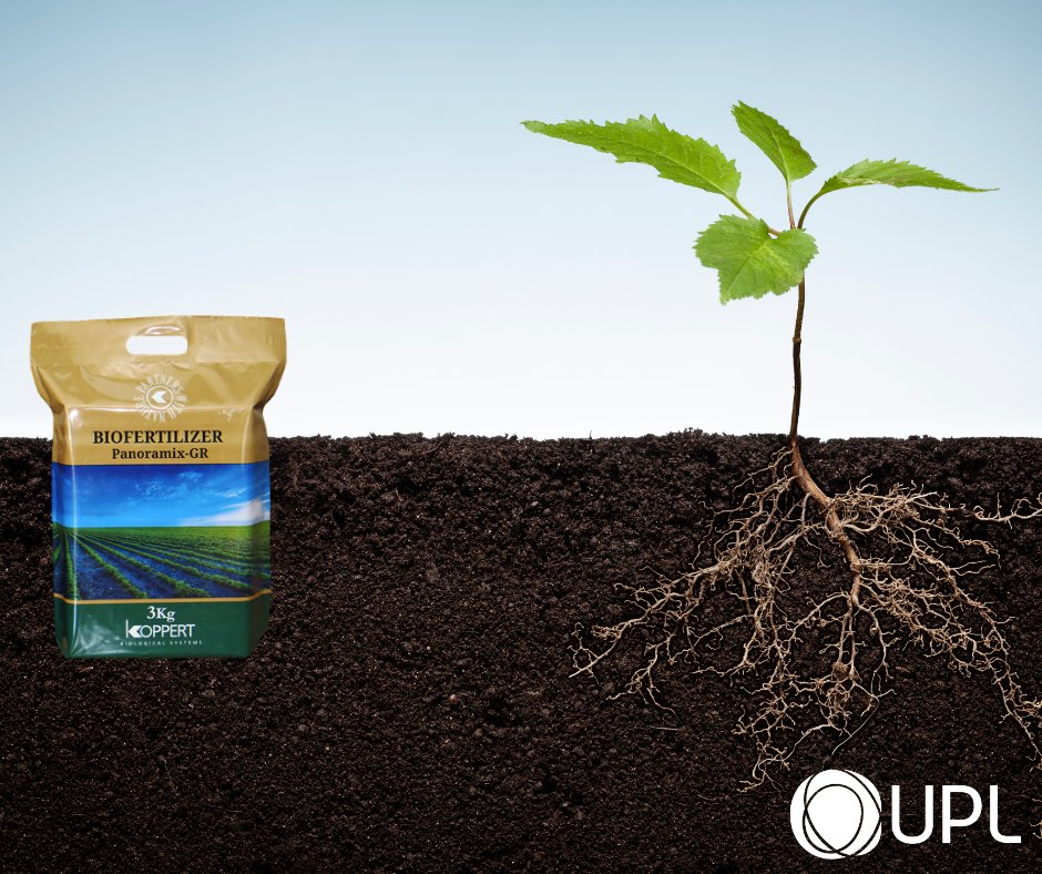 KenyaUpl's tweet photo. Strong roots mean strong plants! 🌍 Panoramix GR is packed with nutrients that help your crops grow healthier, increase resilience, and improve yields. Start your planting season strong! 🌱🌿 #RootDevelopment #SustainableFarming #PlantHealth https://t.co/ypD08llKJA