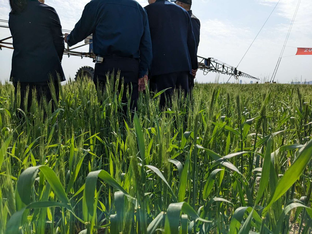 sgcropsolutions's tweet image. Are you tired of struggling with crop pests &amp;amp; diseases and spending a fortune on expensive chemical solutions? Look no further! Our biological solutions are here to revolutionize your farming practices! sgcropsolutions.com/product/comcat…