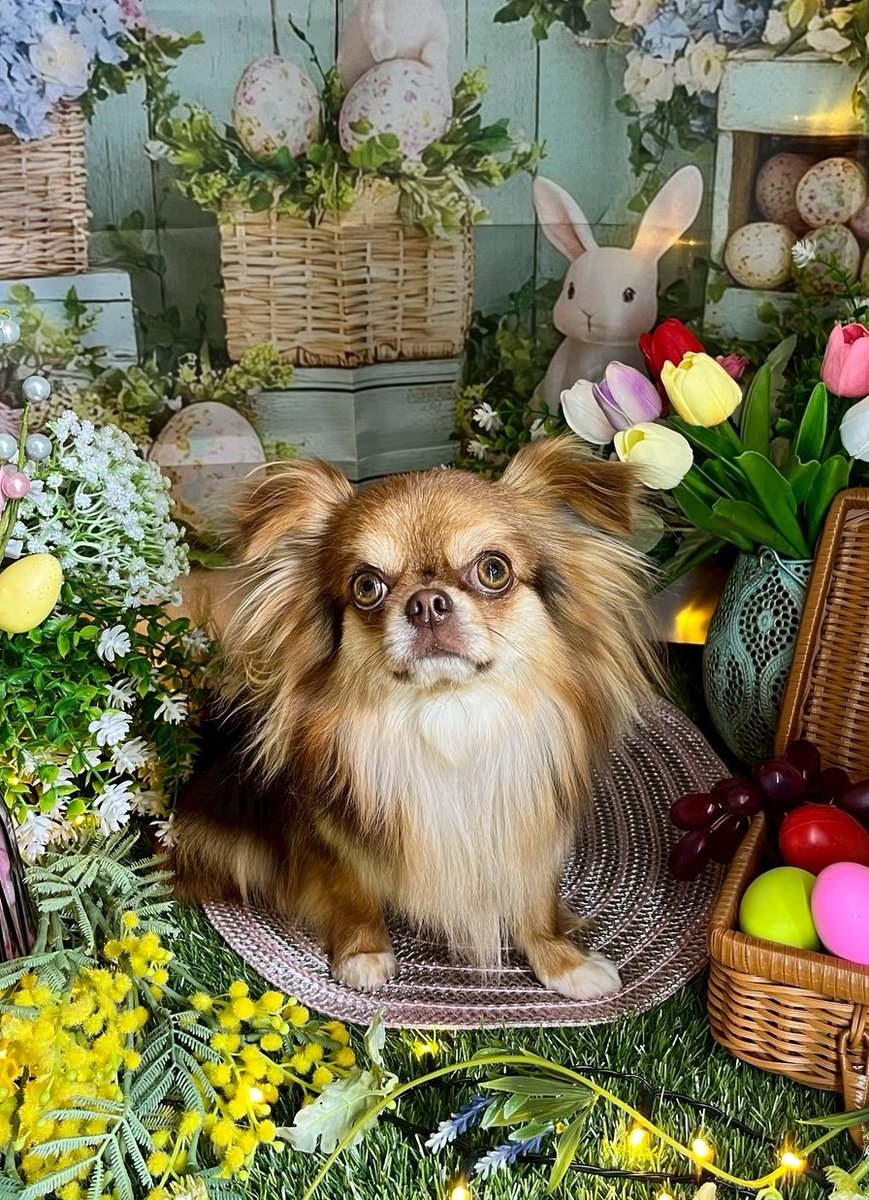 勇ましすぎるチワワ、かわいい背景に全く馴染まない