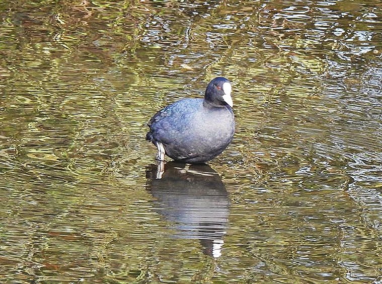 Quiet stroll around Sandy Water park this morning