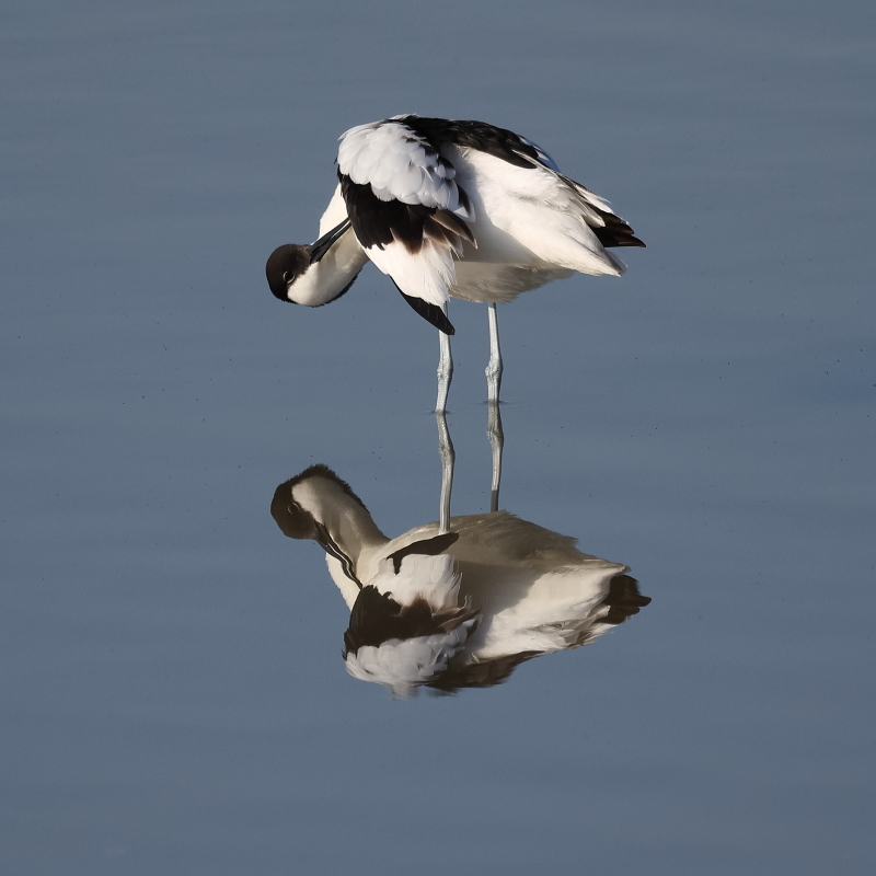A perfect reflection day here in Somerset. 

Avocet at <a href="/WWTSteart/">WWT Steart Marshes</a>  😀