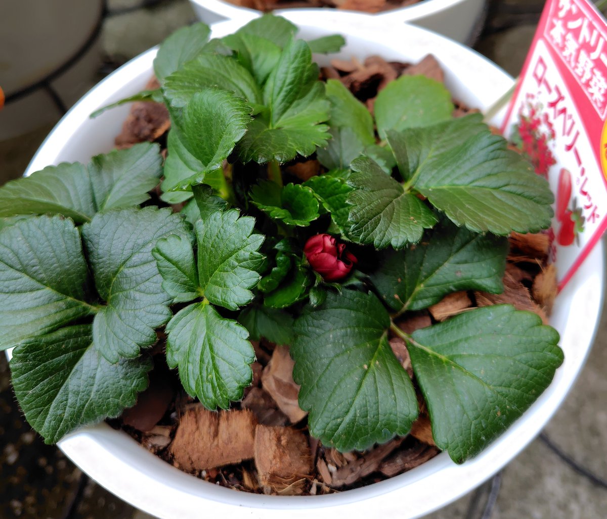 BalloonPlant's tweet photo. 苺はゆっくり成長中。ドルチェベリーが葉が肥料やけしてしまったのか葉先が茶色くなってしまいました。ローズベリーの方は濃い緑葉が増えてきて、赤い花芽も少し出てきました。ベランダで育成中のよつぼしは日陰がちだからか葉が大きめ。ネギと仲良く同居してもらっています。 https://t.co/rVRXVdS5ew