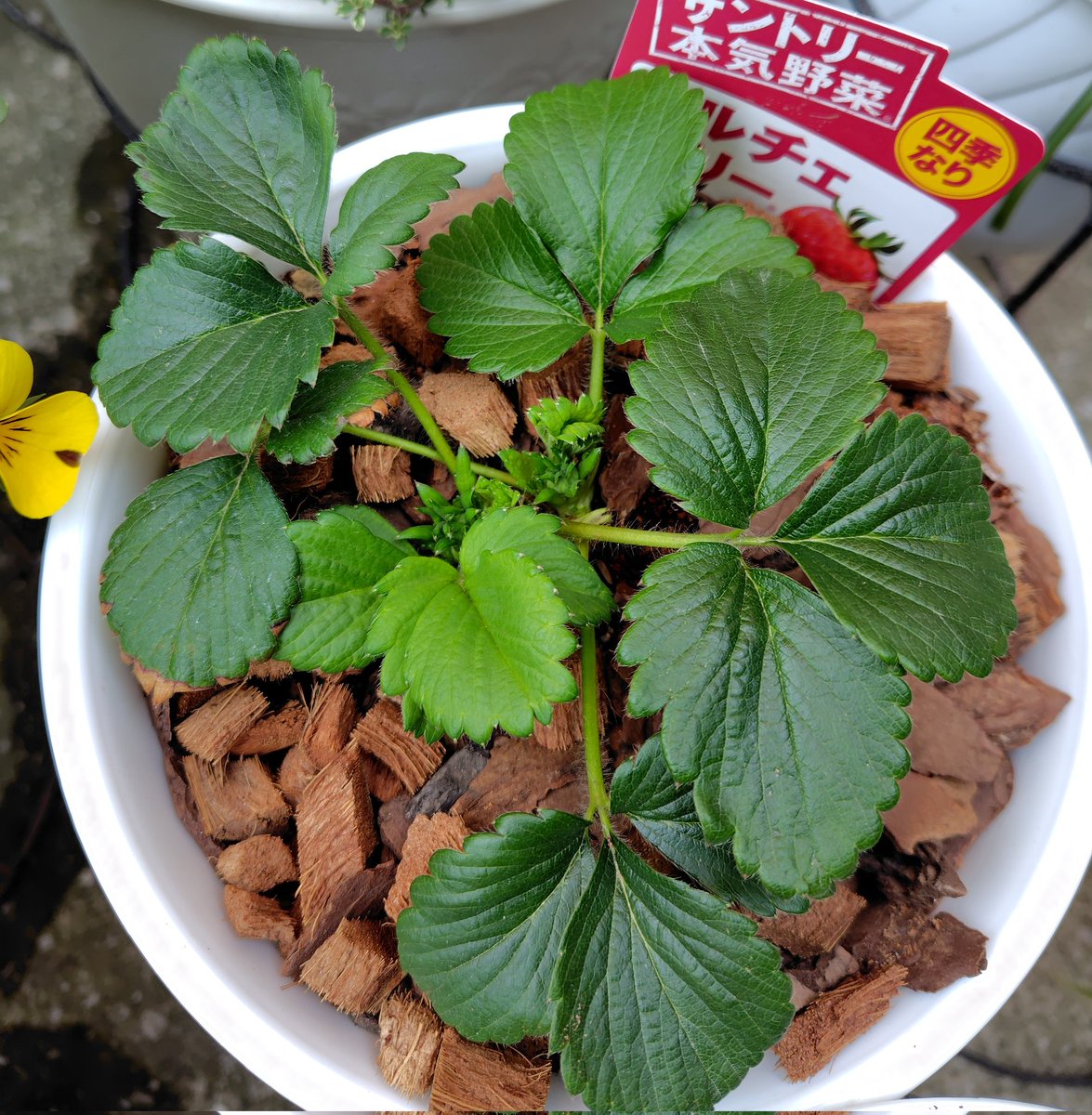 BalloonPlant's tweet photo. 苺はゆっくり成長中。ドルチェベリーが葉が肥料やけしてしまったのか葉先が茶色くなってしまいました。ローズベリーの方は濃い緑葉が増えてきて、赤い花芽も少し出てきました。ベランダで育成中のよつぼしは日陰がちだからか葉が大きめ。ネギと仲良く同居してもらっています。 https://t.co/rVRXVdS5ew