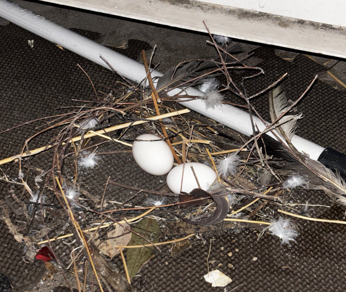 香港から帰って来たら
ベランダに産卵されとったんやけど😳