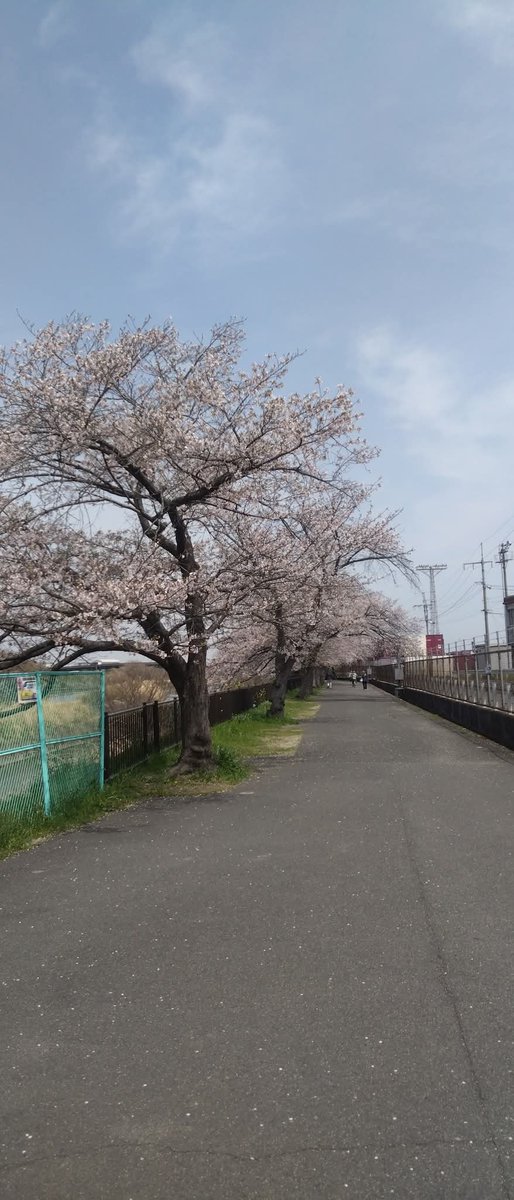 SettsuShimano's tweet photo. 第一中学校の入学式に参列いたしました。
様々なことに挑戦して「志」をみつけよう、自身の個性や特技を誰かのために活かしてほしいです。
208名の新入生が充実した３年間を送れるように、教育委員会や学校��先生方と協調して参ります。
ご入学おめでとう御座います。
写真は新幹線公園に続く桜並木 https://t.co/PthLPgtqIj