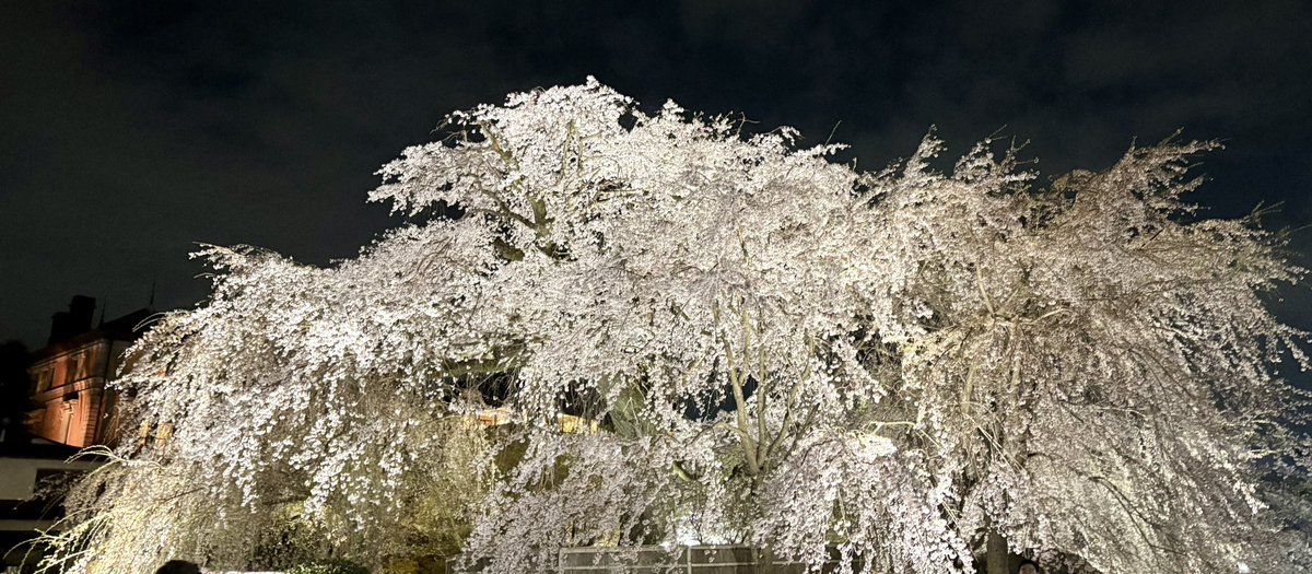 toro1147's tweet photo. 夜桜🌸🌸 https://t.co/pg8EUIotza