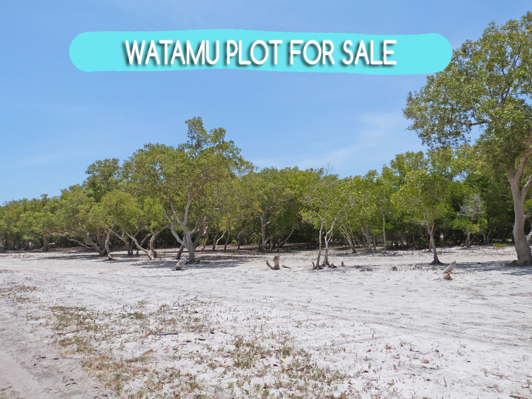 DiscoverWatamu's tweet photo. 🌴**Watamu Plot for Sale:** Half-acre gem near Turtle Bay Beach Club! Features 3 ensuite bedrooms and 2 rustic rooms. Mains power/water, Freehold title.  
**Price:** €140,000  
For viewing, email Jen at jen@wpskenya.com or WhatsApp +254 741 168 381. https://t.co/6L4dhclfpA
