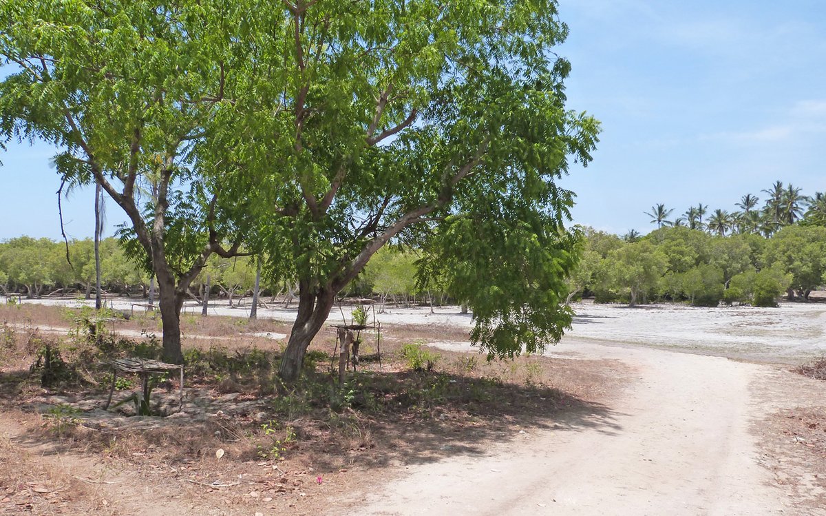 🌴**Watamu Plot for Sale:** Half-acre gem near Turtle Bay Beach Club! Features 3 ensuite bedrooms and 2 rustic rooms. Mains power/water, Freehold title.  
**Price:** €140,000  
For viewing, email Jen at jen@wpskenya.com or WhatsApp +254 741 168 381.