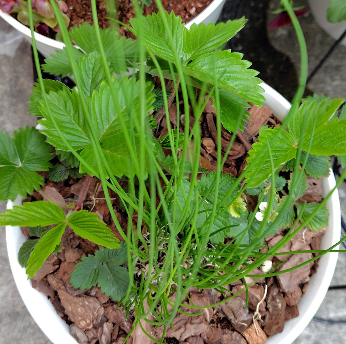 BalloonPlant's tweet photo. ハーブコーナーのワイルドストロベリーは葉が元気に大きくなってきました。チャイブもわさわさ。ローズマリーとタイム、セージの寄せ植えも根付いてくれたようでひと安心。 https://t.co/V4ATcVT0xq