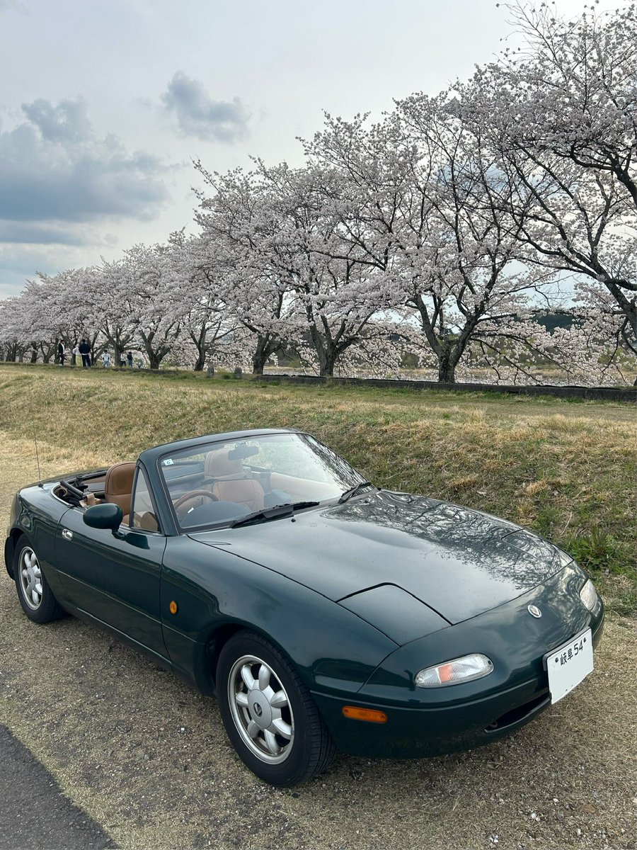 NaKaeru's tweet photo. 2025.04.05🐸

桜ドライブ🌸

#長良川桜並木
#美濃市
#NAロードスター
#ロードスター
#桜と愛車
#whthMazda https://t.co/GfGLusPvBk