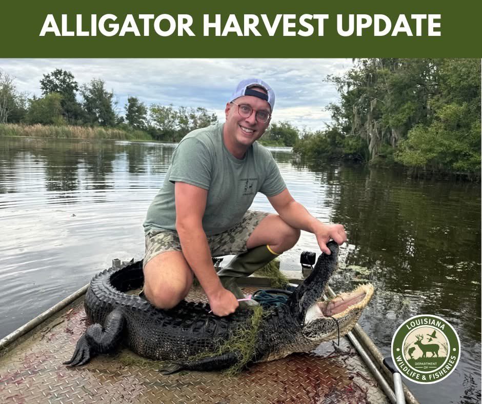 LDWF's tweet photo. Louisiana hunters just wrapped up an incredible alligator season! ๐๐ฅ Thus far, ๐ฏ๐ฎ,๐ฏ๐ฏ๐ฑ alligators have been reported harvested to dateโmaking 2024 the highest harvest total since 2016! ๐๐
#LDWF #alligatorseason #HuntLouisiana #alligator #alligatorhunting #conservation https://t.co/w6pqAngrid