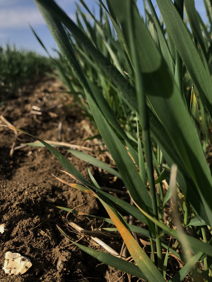 AHDB has announced unusual early yellow rust findings in RL trials – even on resistant varieties – raising concerns about a potential new strain. Our agronomists are monitoring crops closely and advising growers to stay vigilant this season.  
#Yellowrust #Agronomy