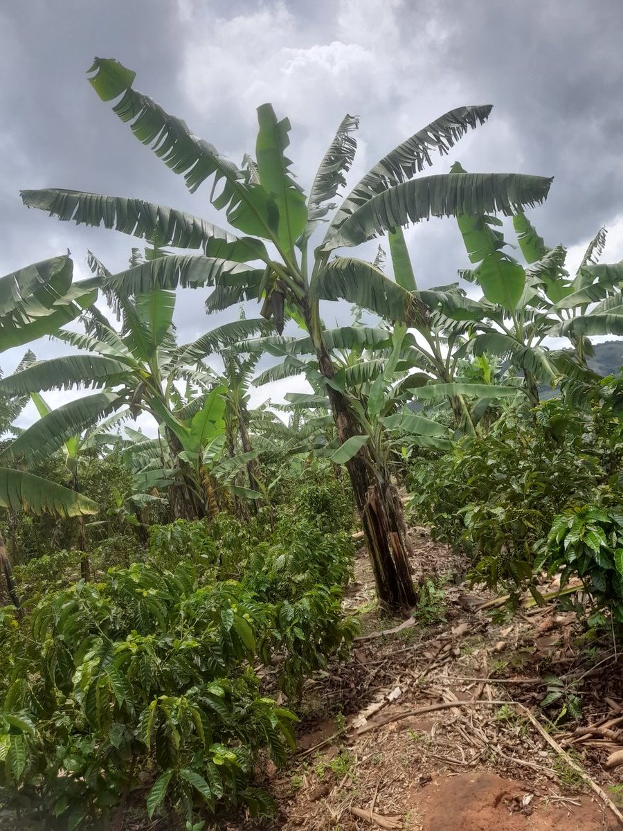 Turyareeba milton (@mturyareeba) on Twitter photo 