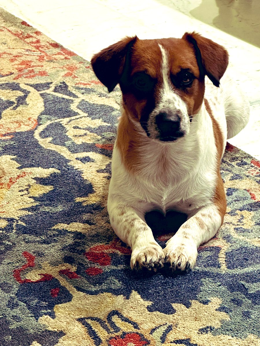 ANGAARx's tweet photo. Seeking Royal Bride for Our King #DjangoJr
We're on the hunt for a lovely lady Jack Russell Terrier to join our royal court! Our dashing bachelor is looking for a partner in crime, a companion in adventure, and a friend for life.
Requirements for the Royal Bride:
- Must be a purebred Jack Russell Terrier (no impostors, please!)
- Beautiful coat, sparkling eyes, and a charming personality
- Loves to play, snuggle, and steal hearts
- Can keep up with our energetic king's antics
- Enjoys long walks, treats, and belly rubs
Perks of Marrying Our King:
- Lifetime supply of squeaky toys and tasty treats
- Access to our royal dog park and playdates with friends
- Cuddles, snuggles, and endless belly rubs
- A loving family to pamper and adore you
If You're the Perfect Match:
Send us (Tag me or @simplykalakaar) a paw-cture of yourself, a brief intro, and your favorite hobbies (e.g., chasing squirrels, sniffing adventures, or snoozing). Let's find our perfect match and start a new royal dynasty!
Location - Delhi NCR, Rajasthan, Haryana, Punjab, Uttarpradesh.