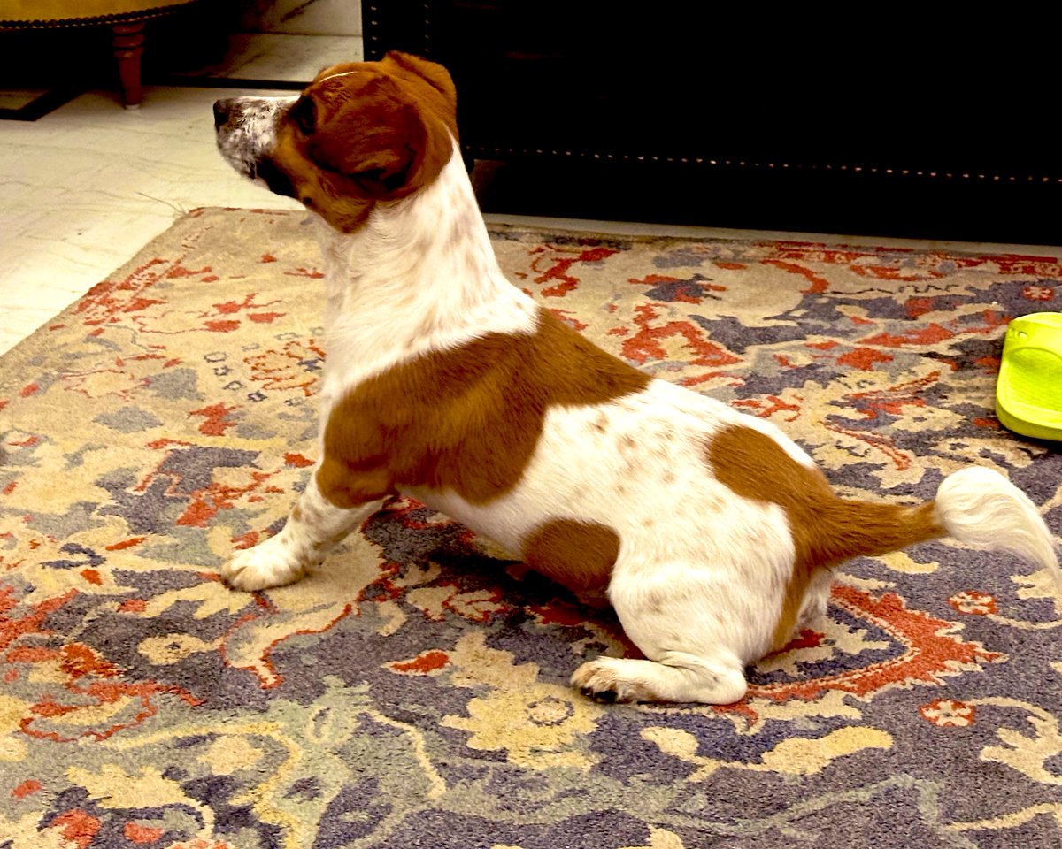 ANGAARx's tweet photo. Seeking Royal Bride for Our King #DjangoJr
We're on the hunt for a lovely lady Jack Russell Terrier to join our royal court! Our dashing bachelor is looking for a partner in crime, a companion in adventure, and a friend for life.
Requirements for the Royal Bride:
- Must be a purebred Jack Russell Terrier (no impostors, please!)
- Beautiful coat, sparkling eyes, and a charming personality
- Loves to play, snuggle, and steal hearts
- Can keep up with our energetic king's antics
- Enjoys long walks, treats, and belly rubs
Perks of Marrying Our King:
- Lifetime supply of squeaky toys and tasty treats
- Access to our royal dog park and playdates with friends
- Cuddles, snuggles, and endless belly rubs
- A loving family to pamper and adore you
If You're the Perfect Match:
Send us (Tag me or @simplykalakaar) a paw-cture of yourself, a brief intro, and your favorite hobbies (e.g., chasing squirrels, sniffing adventures, or snoozing). Let's find our perfect match and start a new royal dynasty!
Location - Delhi NCR, Rajasthan, Haryana, Punjab, Uttarpradesh.
