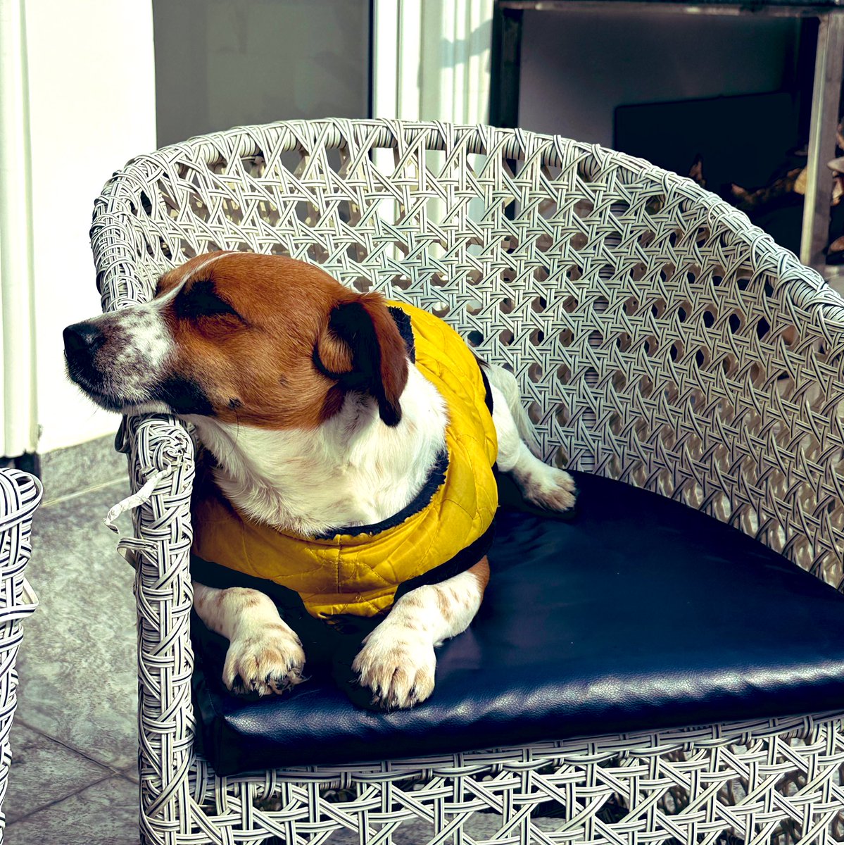 ANGAARx's tweet photo. Seeking Royal Bride for Our King #DjangoJr
We're on the hunt for a lovely lady Jack Russell Terrier to join our royal court! Our dashing bachelor is looking for a partner in crime, a companion in adventure, and a friend for life.
Requirements for the Royal Bride:
- Must be a purebred Jack Russell Terrier (no impostors, please!)
- Beautiful coat, sparkling eyes, and a charming personality
- Loves to play, snuggle, and steal hearts
- Can keep up with our energetic king's antics
- Enjoys long walks, treats, and belly rubs
Perks of Marrying Our King:
- Lifetime supply of squeaky toys and tasty treats
- Access to our royal dog park and playdates with friends
- Cuddles, snuggles, and endless belly rubs
- A loving family to pamper and adore you
If You're the Perfect Match:
Send us (Tag me or @simplykalakaar) a paw-cture of yourself, a brief intro, and your favorite hobbies (e.g., chasing squirrels, sniffing adventures, or snoozing). Let's find our perfect match and start a new royal dynasty!
Location - Delhi NCR, Rajasthan, Haryana, Punjab, Uttarpradesh.