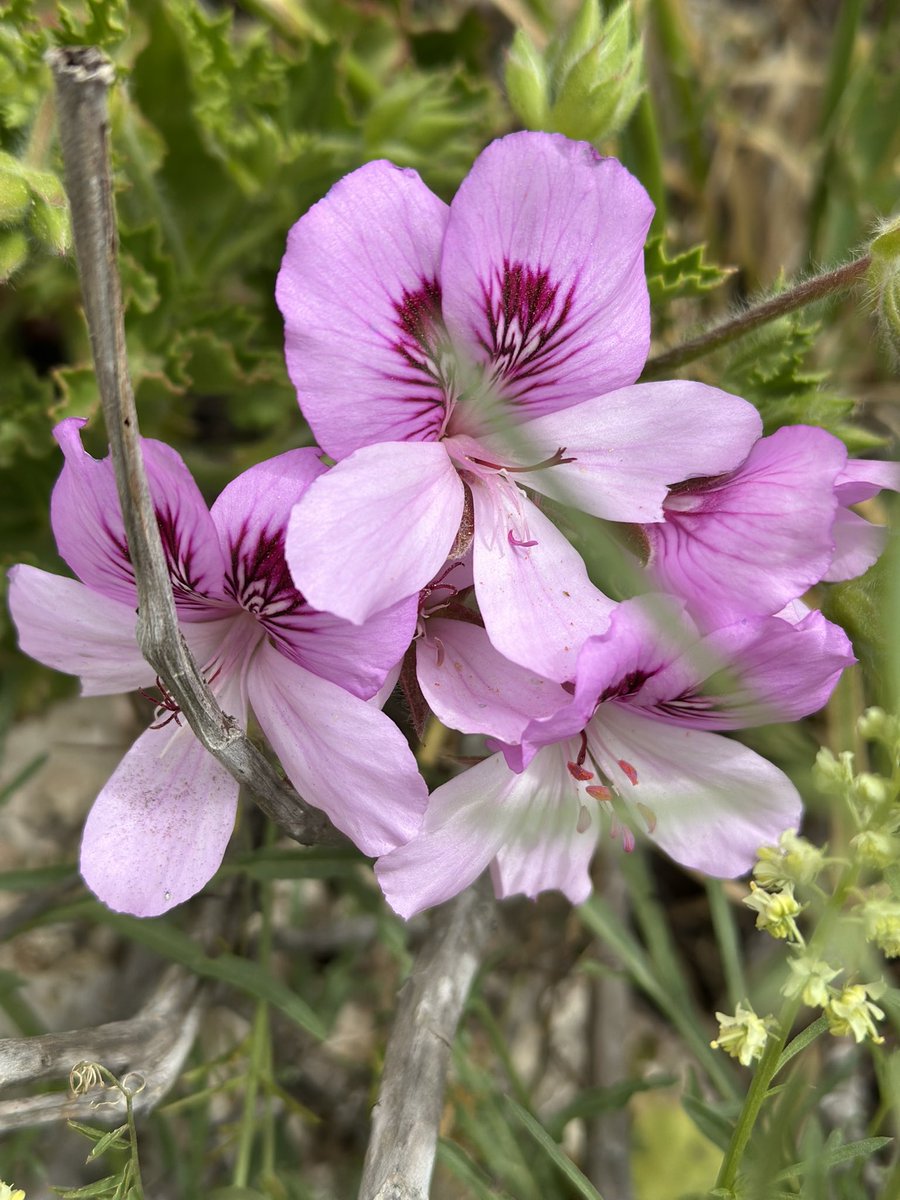 miriampollick's tweet photo. #LifeintheHolyLand🇮🇱
#MakeAliyah✈️

Shomron is bursting with life right now 🌸🪻🐛🐢🪱

Mishpacha… what are you waiting for? Come home… https://t.co/RyGJmbVTya