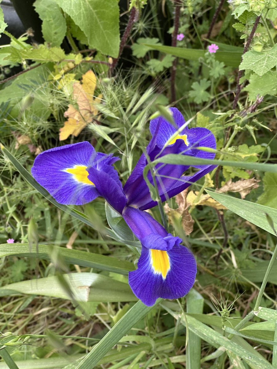 miriampollick's tweet photo. #LifeintheHolyLand🇮🇱
#MakeAliyah✈️

Shomron is bursting with life right now 🌸🪻🐛🐢🪱

Mishpacha… what are you waiting for? Come home… https://t.co/RyGJmbVTya