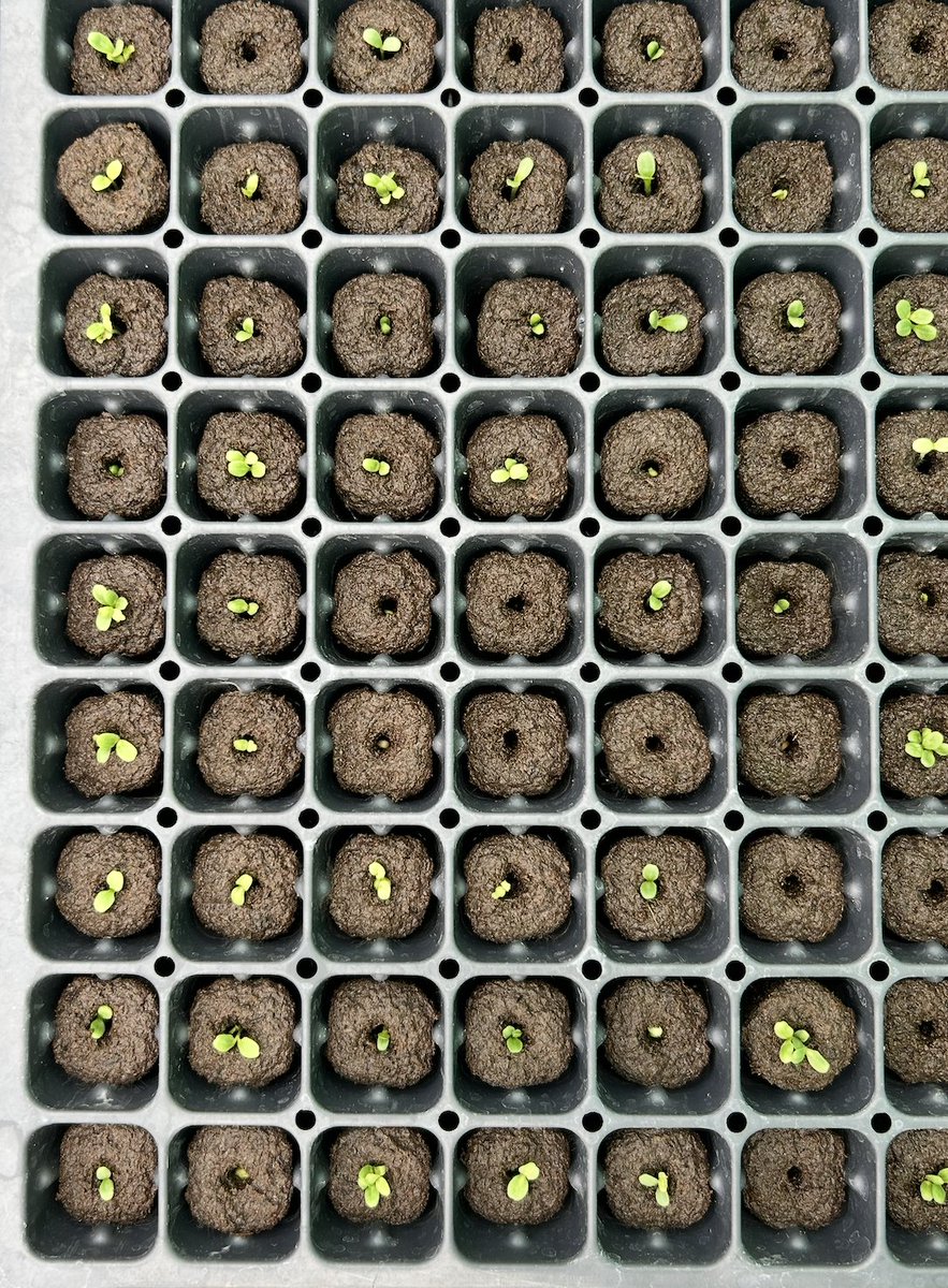 Spring has sprung, and soon the greenhouse will be full of green foliage too! Stay tuned to watch these seedings grow ✨🌷🌱🐟

#aquaponics #whenblueisgreen #USDA #Bluefood #sustainablefarming #purdueuniversity