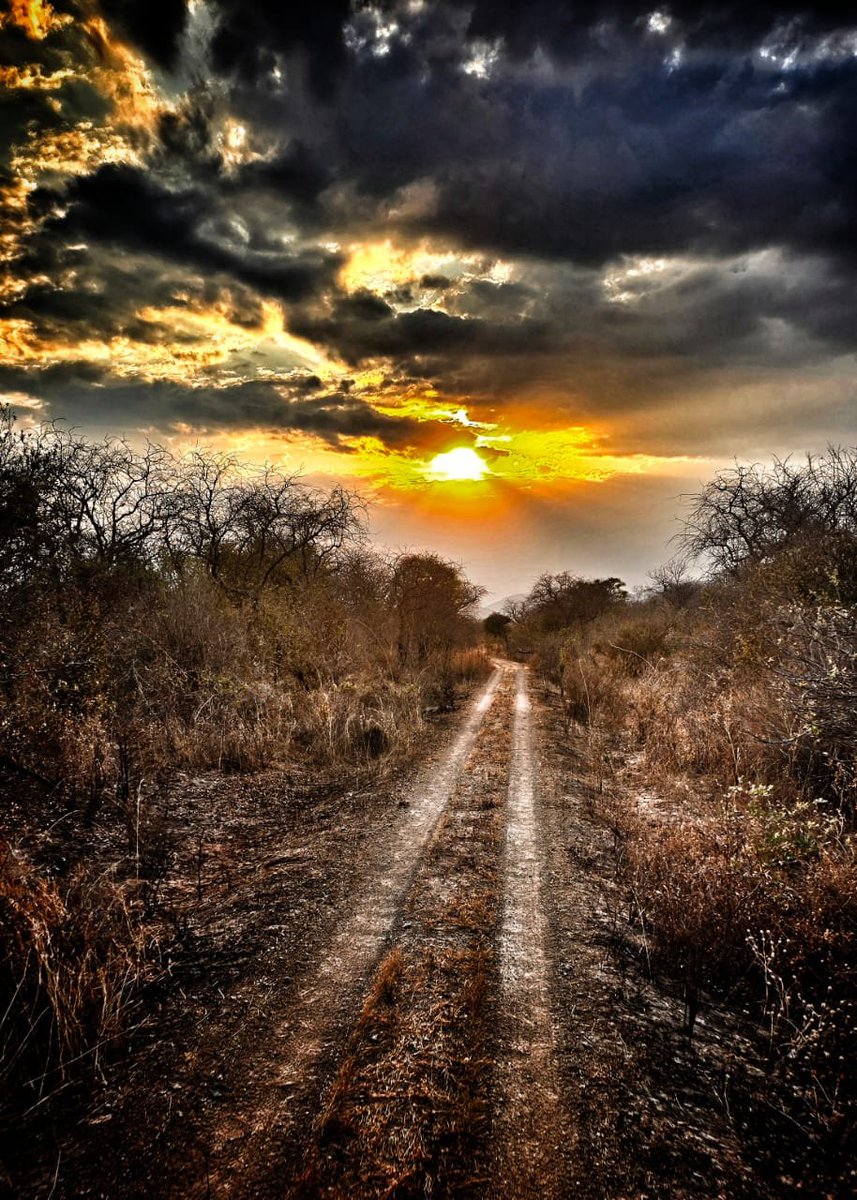 cave_rats's tweet photo. Chasing the sun down forgotten roads, where silence speaks and the wild remembers. 

#caveratsinafrica #naturephotography #viralpost2025シ #sunsetvibes #dirtroads #Africa https://t.co/KIDGwGHXbC