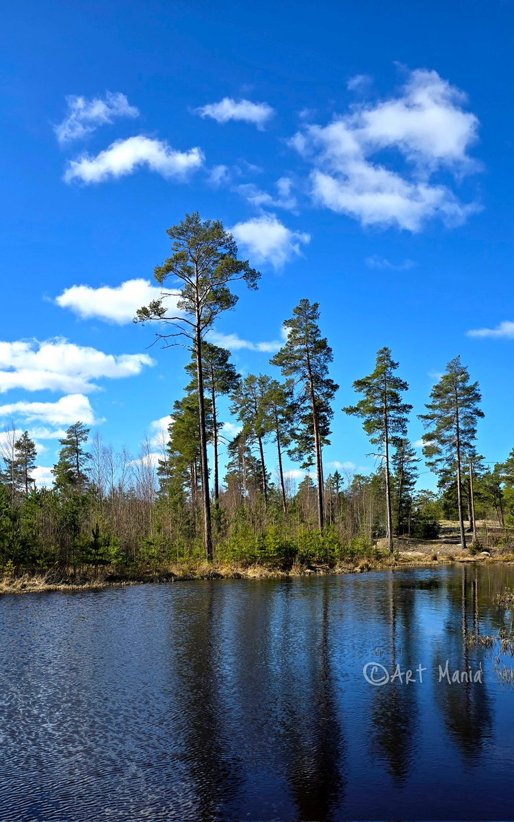 innatwitt's tweet photo. Our sunny spring day🌲🥰
#landscape #nature #NatureBeauty https://t.co/Oo5XQn4tPo