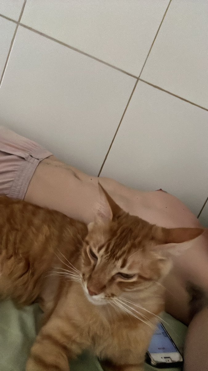mateusadoniss's tweet photo. Aqui gosta de uma cama viu kkk 
#gato 🐈 #gatoslaranja https://t.co/4t3Z4taxbi