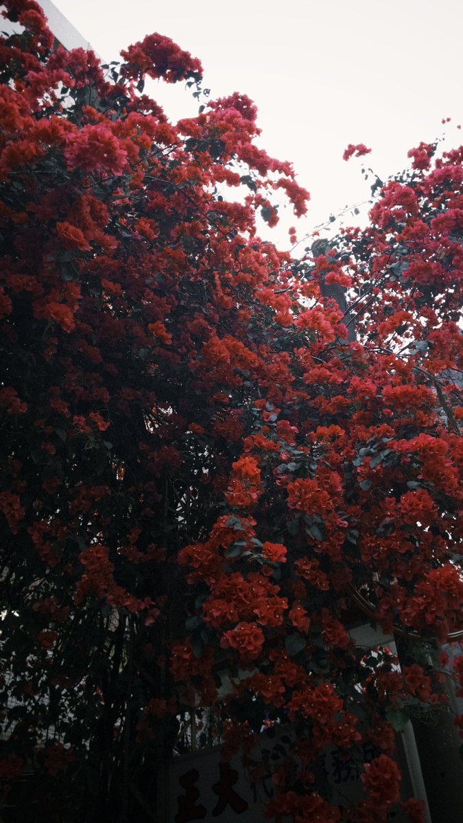 桃園➡️台中：原本很潮濕充滿霉味的自己被曬到有太陽的味道。活過來