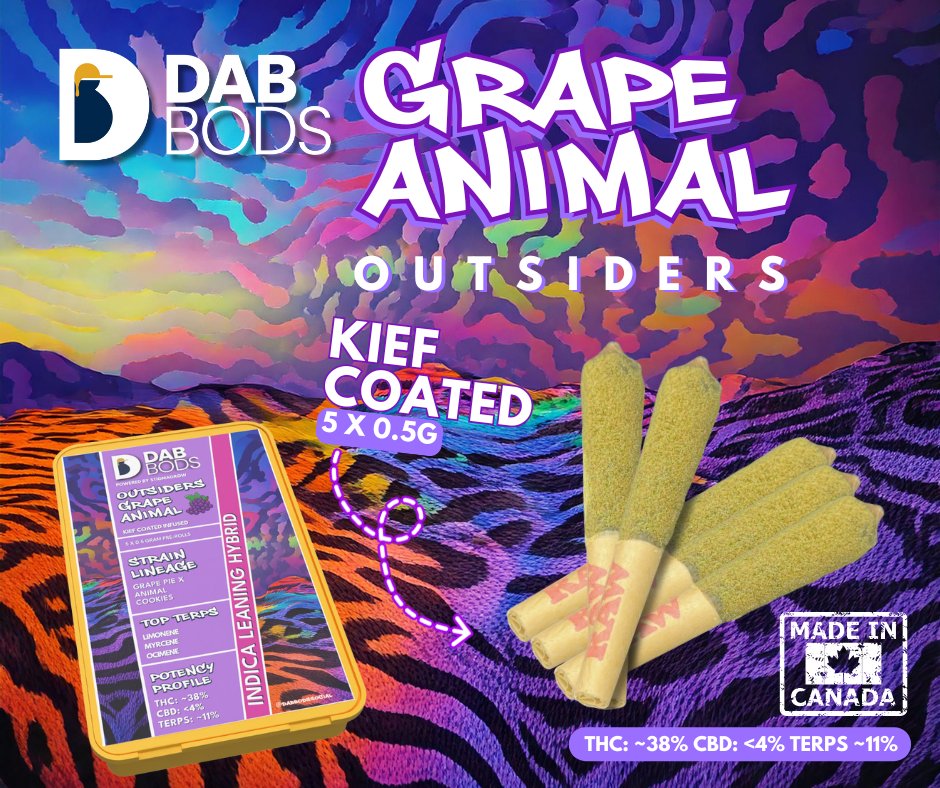 Dab Bods tweet media