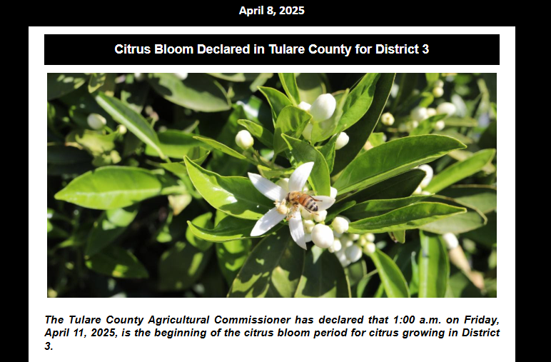 California Citrus Mutual (@cacitrusmutual) on Twitter photo Citrus bloom for <a href="/CountyofTulare/">CountyofTulare</a> District 3 will begin on Friday, April 11, 2025 at 1:00am.
The area within one mile of any citrus planting of one acre or more is designated as a citrus/bee protection area. Citrus bloom for <a href="/CountyofTulare/">CountyofTulare</a> District 3 will begin on Friday, April 11, 2025 at 1:00am.
The area within one mile of any citrus planting of one acre or more is designated as a citrus/bee protection area.