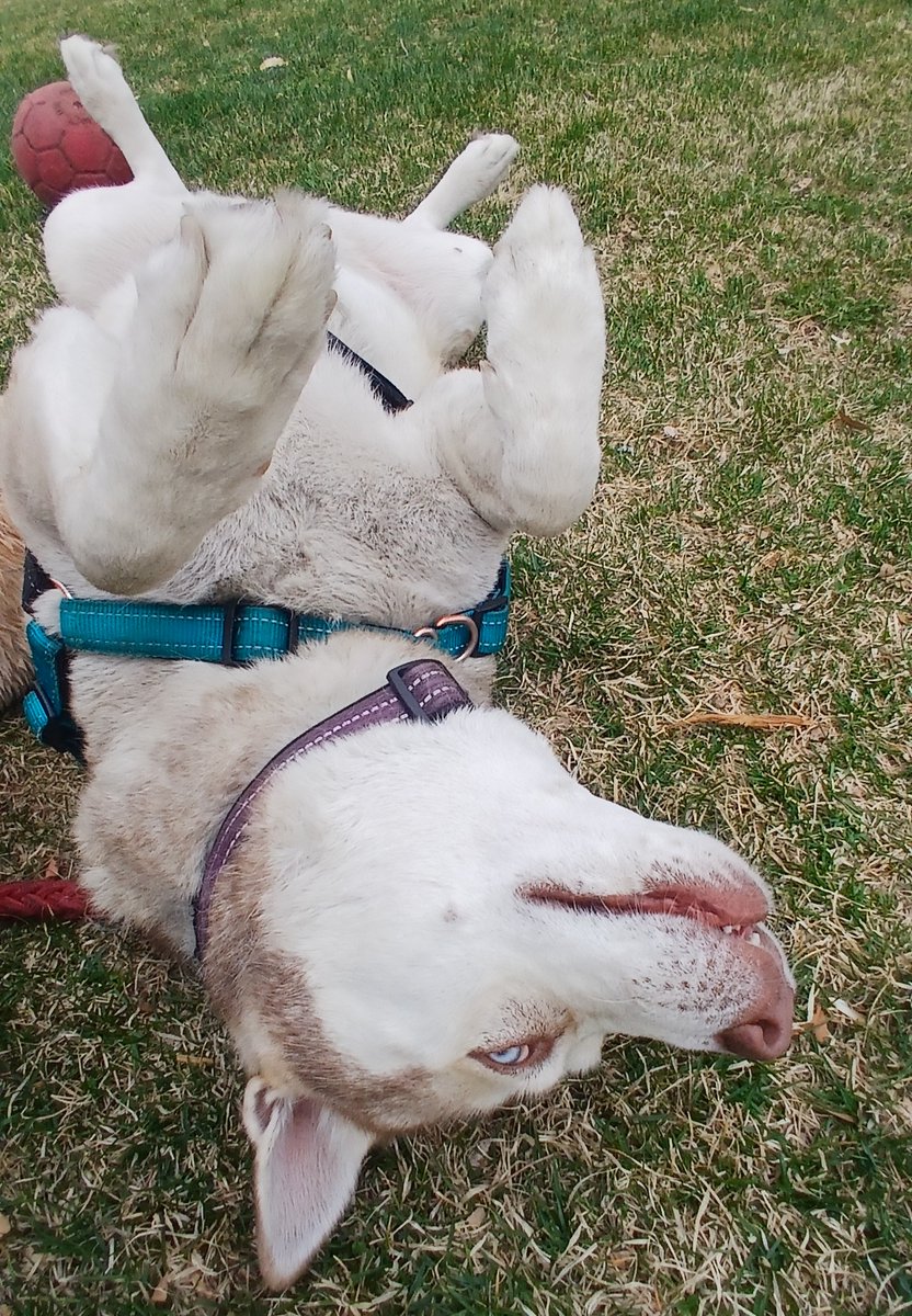 Denver Animal Shelter tweet media