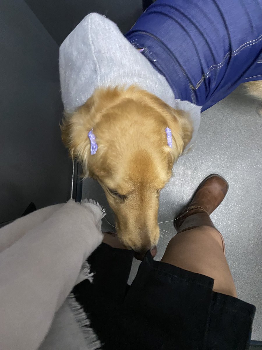heilunar's tweet photo. sera que lo que necesito para mi depresión es un perrito? https://t.co/nkQ2RWeUBh
