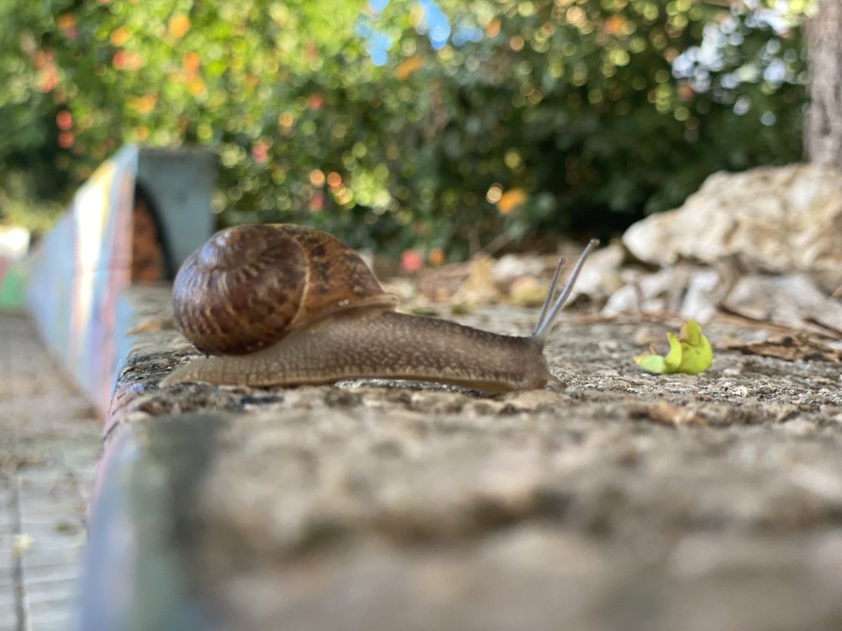 ozzywolf's tweet photo. Quando chegarão os caracóis? https://t.co/2Uhjdb3sj3