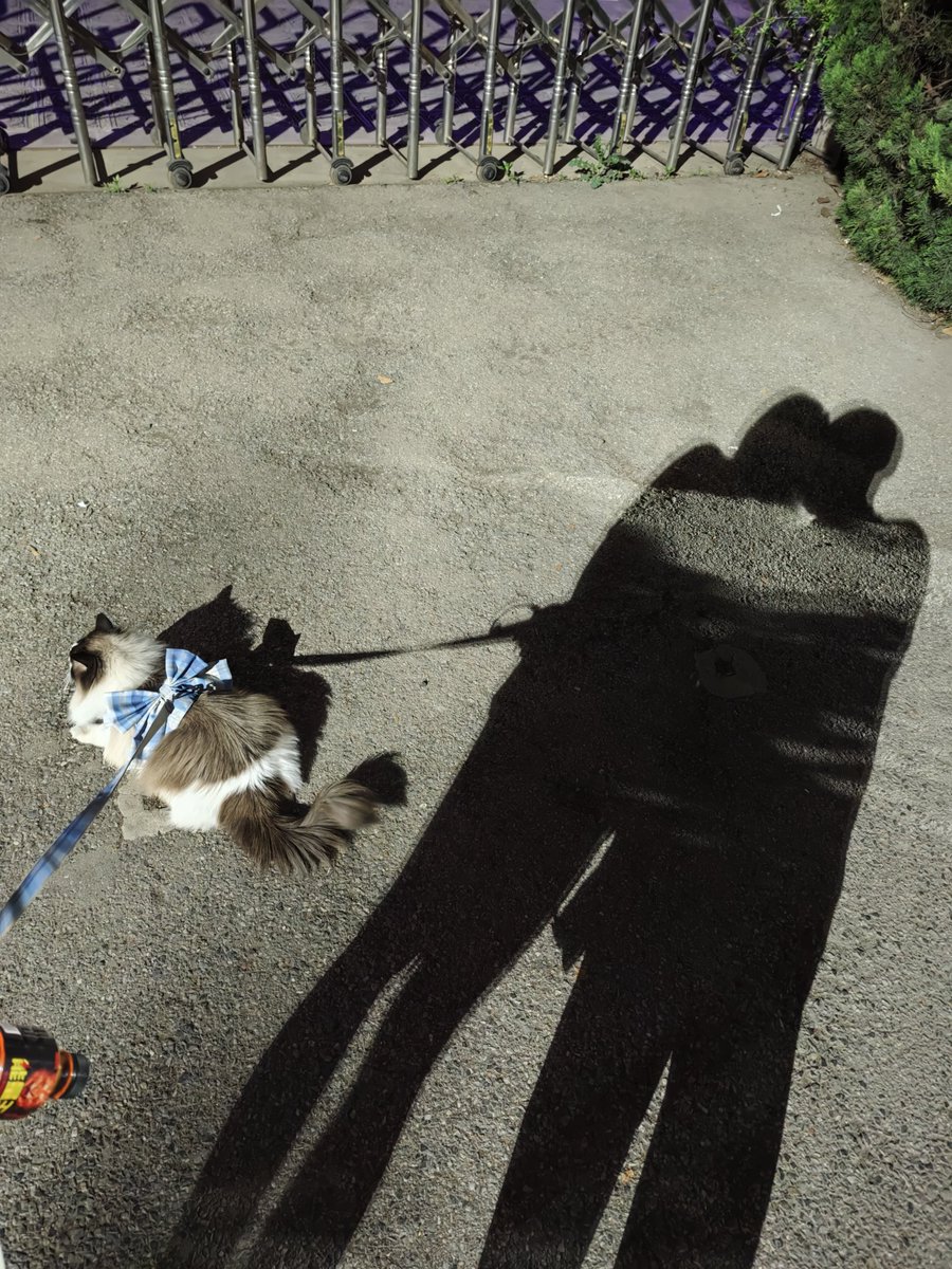 出来打球 遛猫