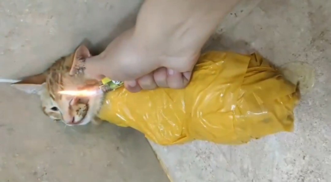 AdhikaPrapti's tweet photo. This is only a small part of the long #ordeal she has #endured.
The #world needs to know what her #abuser did to her.
When she was completely immobilized, with no way of escaping or defending herself, he burned her mouth.
As if that wasn't enough, he fried her head... then drowned her.
It was an unbelievably brutal and merciless attack.
#AnimalCruelty #saveCatsInChina #madeInChina #chineseCatsAbuse #扰乱公共秩序 #amazingChina #travelInChina #chineseVisa #boycottChina #gatos #chine #chatsChinois  #中国猫のSOS #動物虐待